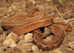Dryophylax hypoconia