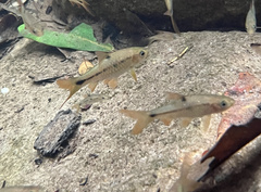 Rasbora
