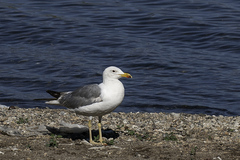 Larus armenicus