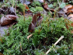 Plagiomnium undulatum