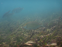 Siganus sutor
