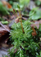 Plagiomnium undulatum