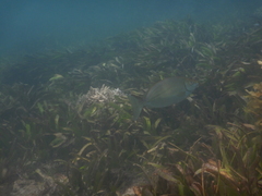 Siganus sutor