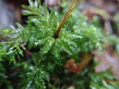 Plagiomnium undulatum