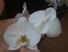 Phalaenopsis amabilis