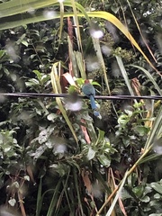 Electron platyrhynchum