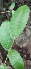 Ficus tinctoria
