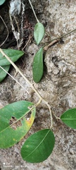 Ficus tinctoria