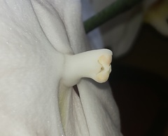 Phalaenopsis amabilis