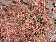 Trochalopteron variegatum