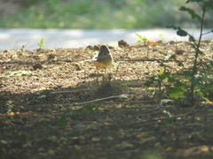 Emberiza spodocephala