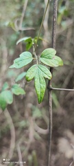 Clematis formosana