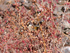 Trochalopteron variegatum