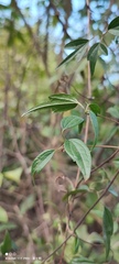 Clematis formosana