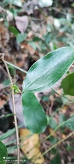 Smilax ocreata