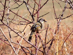 Trochalopteron variegatum
