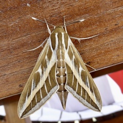 Hyles livornica
