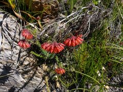 Erica cerinthoides cerinthoides