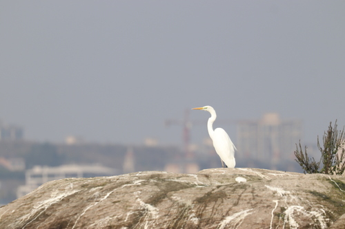 Great Egret
