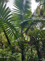 Arecoideae