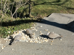 Streptopelia decaocto