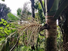 Arecoideae