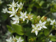 Crassula pellucida brachypetala