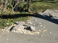 Streptopelia decaocto