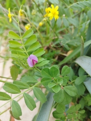 Vicia sativa