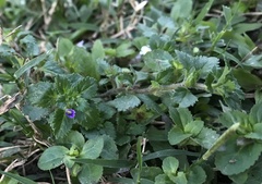 Stemodia verticillata