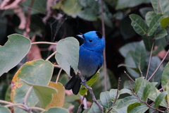 Hypothymis azurea oberholseri