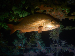 Lutjanus argentimaculatus