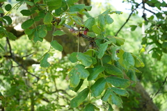 Commiphora marlothii