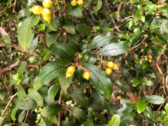 Viburnum taitoense