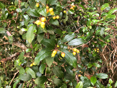 Viburnum taitoense