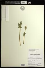 Botrychium pseudopinnatum