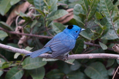 Hypothymis azurea oberholseri