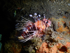 Pterois mombasae