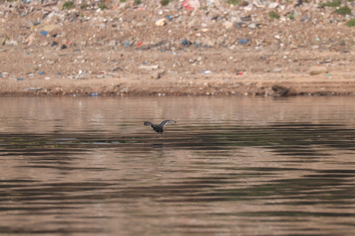 Eurasian Coot