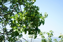 Ficus abutilifolia