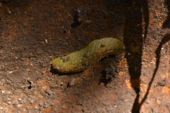 Athoracophorus papillatus