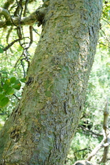 Commiphora marlothii