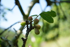 Commiphora marlothii