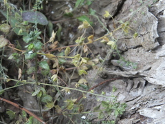 Lycorma delicatula