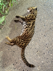 Leopardus wiedii