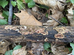 Steccherinaceae