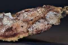 Steccherinaceae