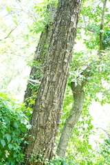 Senegalia nigrescens