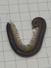 Callipodida