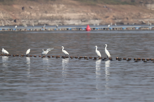 Little Egret